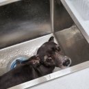 멍멍이컷 이미지