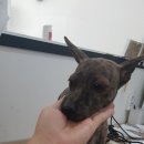 더 편하개 이미지