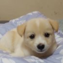 아기강아지 이미지