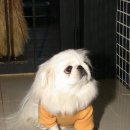 짜우