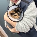 지음동물의료센터 이미지