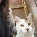 하늘바라기 | 홍천 하늘바라기 글램핑 4월 방문 후기(고양이 사진 많음)