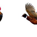 꿩대신닭 이미지