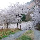 4월3일 제160회차 진주 월아산(벚꽃축제)정기산행안내 이미지