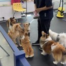 엔젤짐 반려견 아카데미 이미지