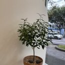 올리브나무 | 제주 리브레플라워 후기｜감성꽃집에서 만난 올리브나무 화분 추천