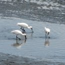 인천의 갯벌 이야기 이미지