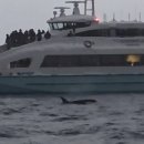 눈먼고래 | [노르웨이/트롬쇠] 겨울밤의 오로라 여행 7 - 고래 사파리 투어 / 트롬쇠 크리스마스 마켓