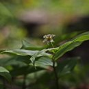 금강반점 이미지