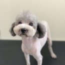 한일애견미용실 이미지