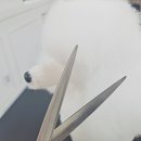 (단기)반려동물미용사(자격증) 이미지