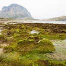 거북이의 꿈 이미지