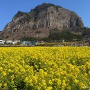 안덕면 화순리 245-4 | 제주도 서귀포 유채꽃 명소 산방산 화순리 3월 제주 가볼만한곳