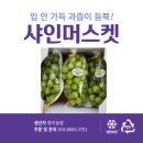 영동 추풍령 포도 아이들이 좋아하는 향이농원 샤인머스켓 찐 후기
