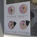토리가쿠 | 광주 금남로 쿠로시로 토리파이탄 라멘