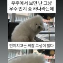 파마 네이버블로그