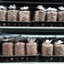 진상미로 이미지