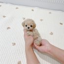 옐로독