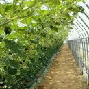 소중농원 이미지