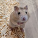 제주 골든햄스터 분양 볼주머니 | 나의 작은 햄찌★ 세종 골든햄스터 입양후기 ~ ^^