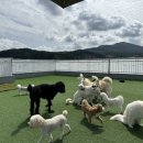 양평애견호텔 이미지