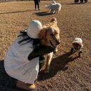 그루밍 타임 | 🐶전주 애견미용 수그루밍 7월 특별이벤트🎁 전주댕댕이들의 힐링 타임!