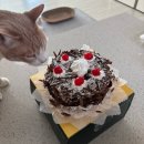 우리밀베이커리 | 청주 맛집 : 강내농협베이커리 / 100% 우리밀로 만든 가성비 초코케이크 예약 픽업 후기