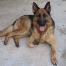 멍멍이집 이미지