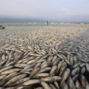 멕시코 450만마리 물고기 떼죽음 -최대기록 이미지