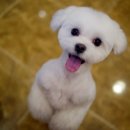 더사랑할개 이미지