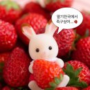 영암우체국 | 고향사랑기부제 답례품 논산 딸기 후기