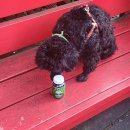 휴먼메디(주) | 강아지 관절 근육 영양제 메디퍼피 엑티브 M 급여 후기