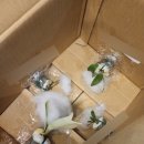 [대만 구매대행] 인생 첫 식물 구매대행을 해보았어요!!