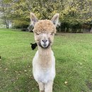 영국2농장 이미지