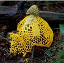 무등산버섯 이미지