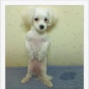 아지나라 이미지