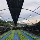 깻잎농원 이미지