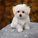 아이사랑 동물병원 이미지