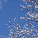 바람이지나간자리 | 진주 평거동 카페 그로운업 후기, 벚꽃 보며 머물기 좋은 봄날의 자리