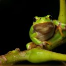 청개구리 이미지
