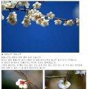 매화 벚꽃 살구꽃 비교 이미지