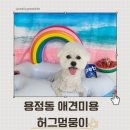 멍뭉이 | 비숑 뭉치의 인생 귀툭튀컷! 청주 용정동 허그멍뭉이 후기