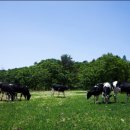 농업회사법인 벧엘(주) 이미지