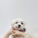 아이몽펫 이미지