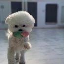 킹스키즈 개린이집 이미지