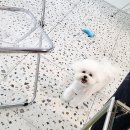 아이뽀 강아지미용실 이미지