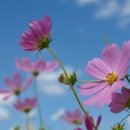 코스모스 이미지