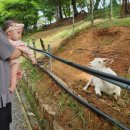 서하목장 이미지