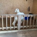 포천파크 | 날씨 상관없는 포천 실내 놀이터｜주파크 동물체험 후기