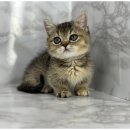 도그마루 강아지고양이 무료분양 이미지